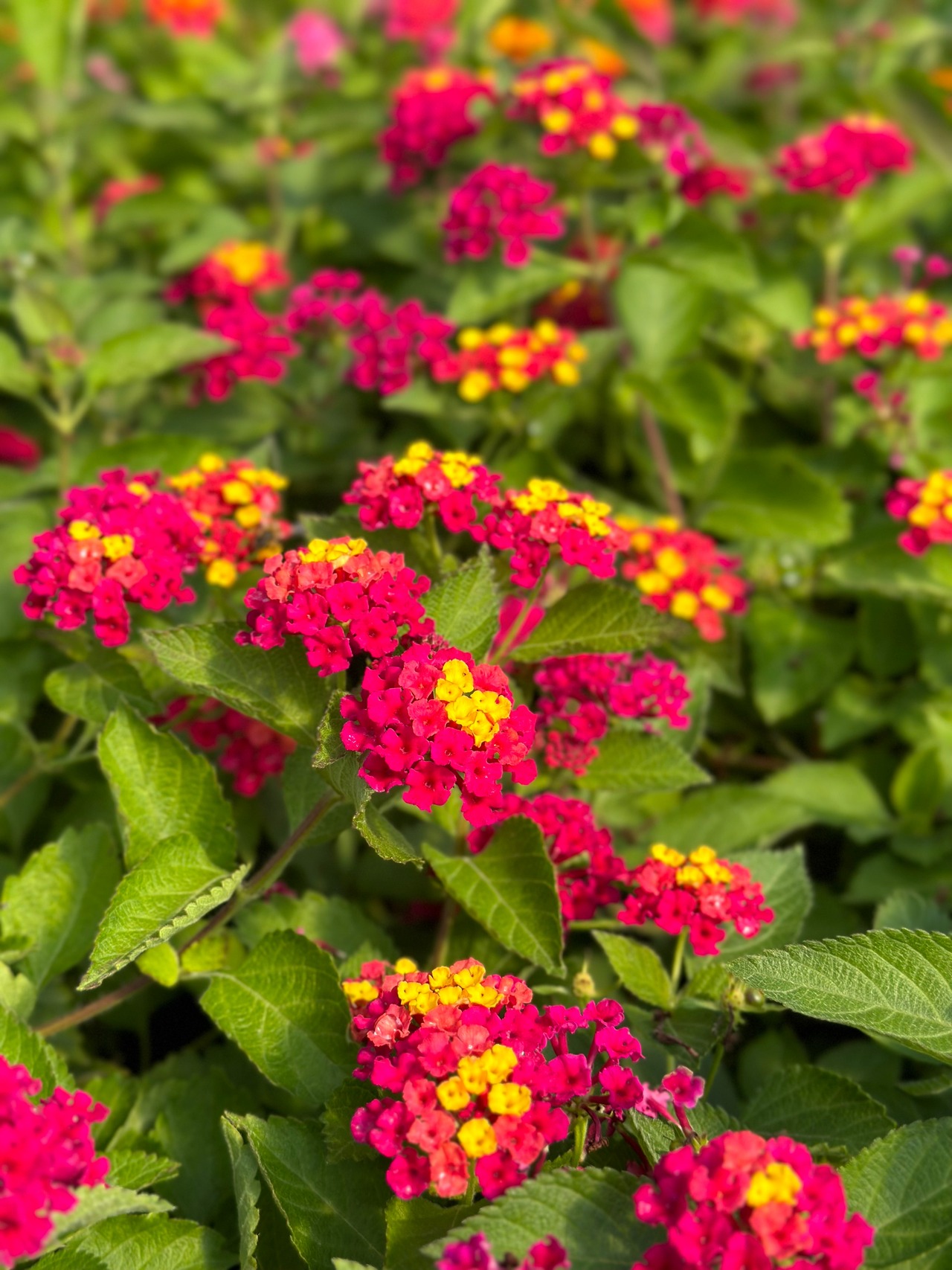 Irene Bush Lantana