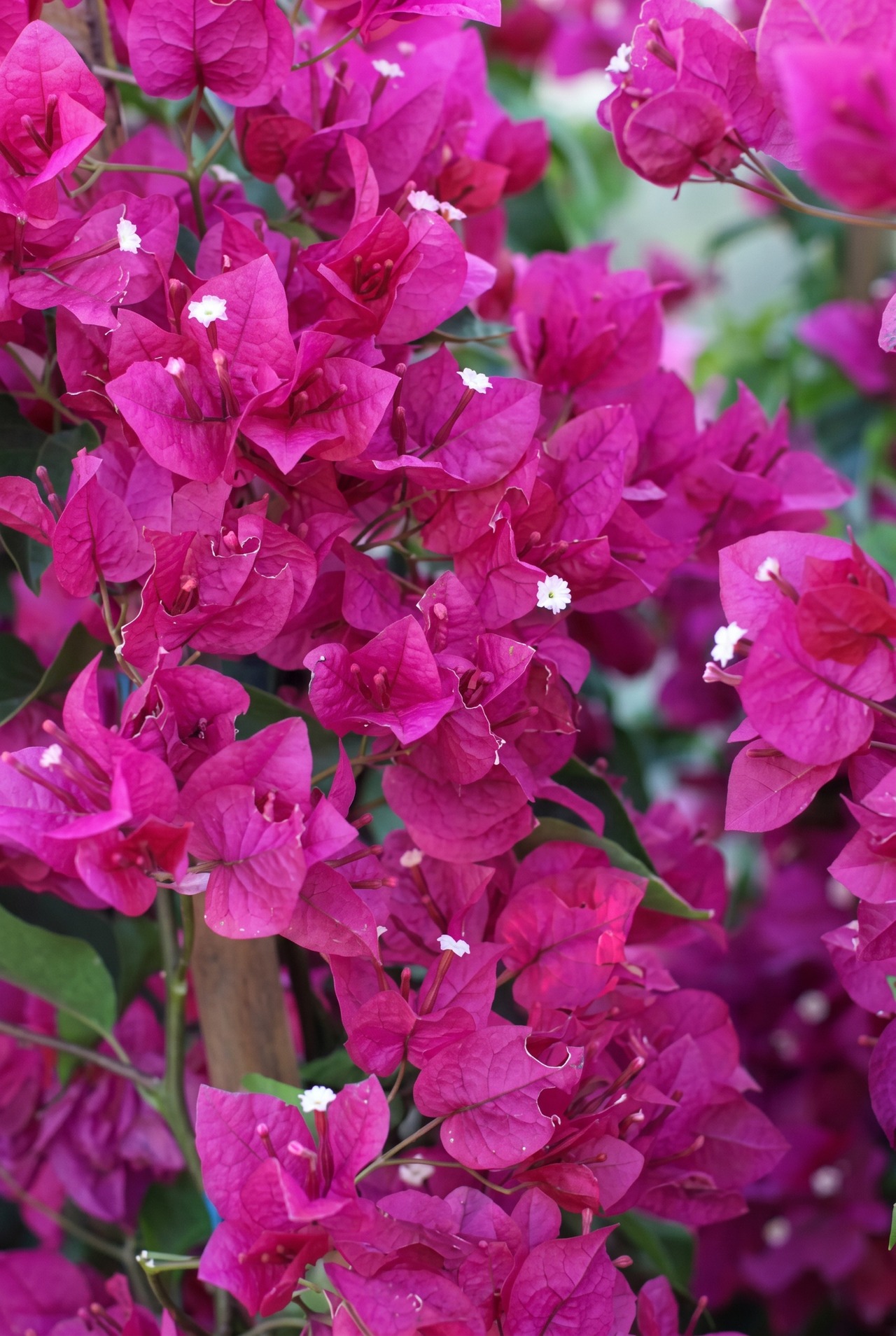 La Jolla Bougainvillea