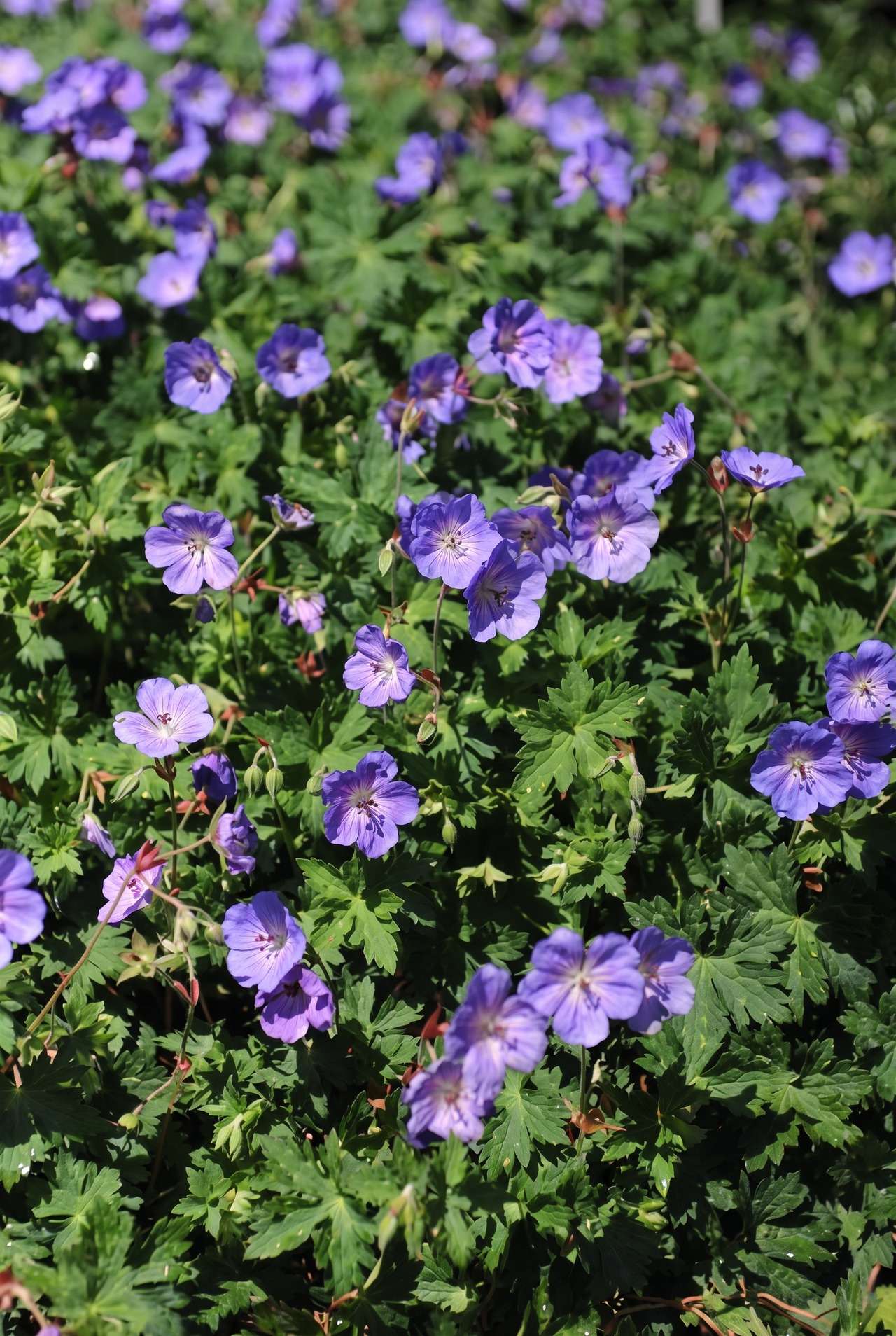 Rozanne Cranesbill, Hardy Geranium