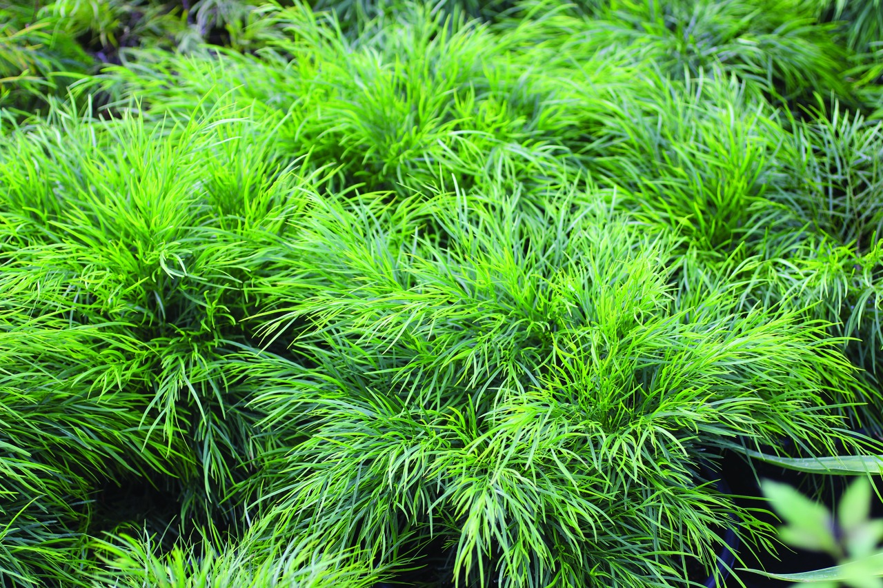 Cousin  Itt Bower Wattle, River Wattle