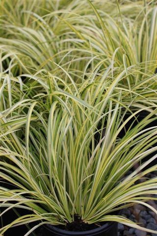 Golden Variegated Sweet Flag