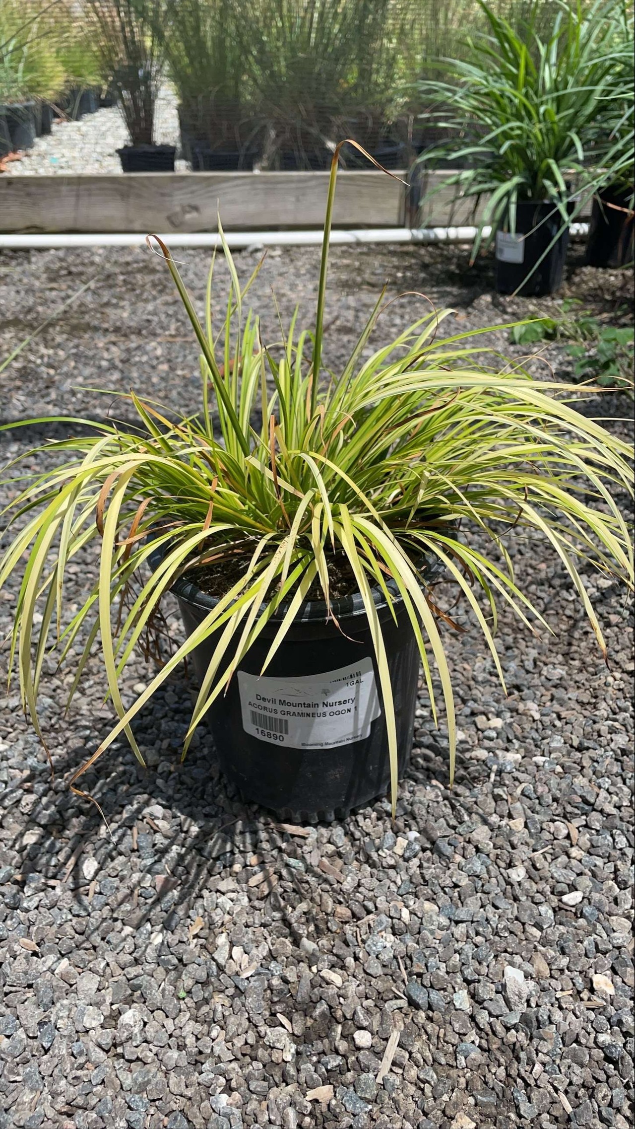 Golden Variegated Sweet Flag