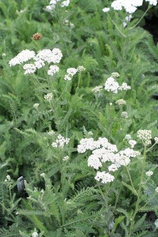 Common Yarrow, Milfoil