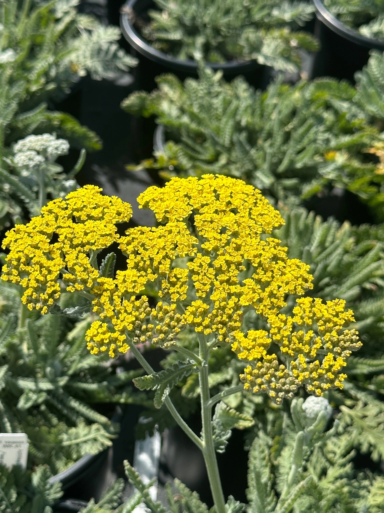 Moonshine Common Yarrow, Milfoil