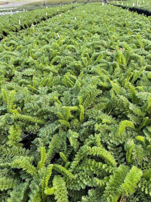 Sonoma Coast Common Yarrow, Milfoil