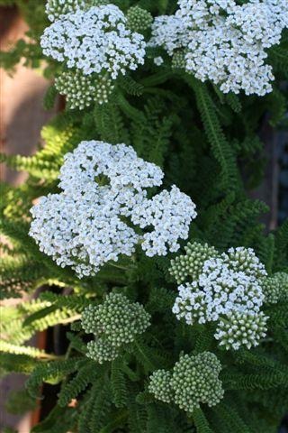 Sonoma Coast Common Yarrow, Milfoil