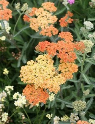 Terracotta Common Yarrow, Milfoil