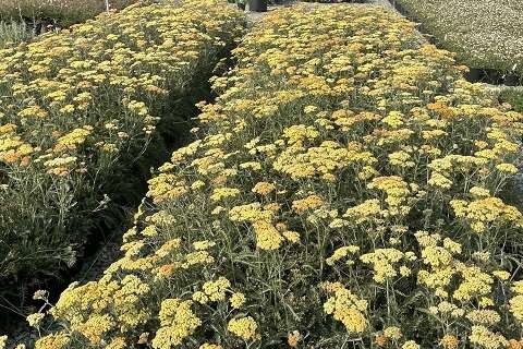 Terracotta Common Yarrow, Milfoil
