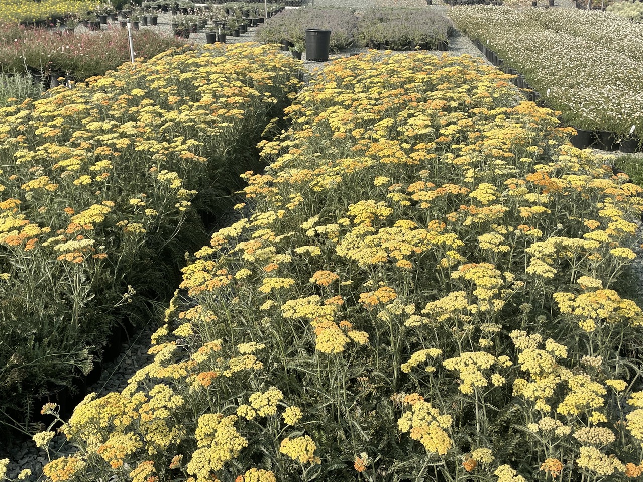 Terracotta Common Yarrow, Milfoil