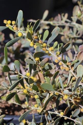 Prostrate Acacia