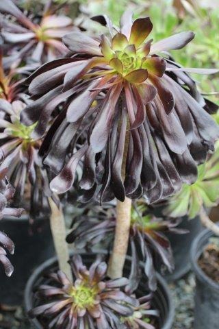 Black Rose Aeonium