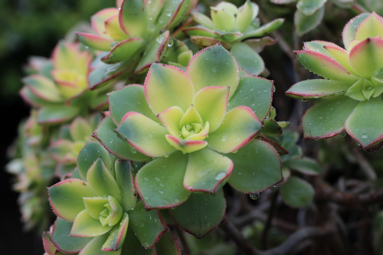 Kiwi Aeonium