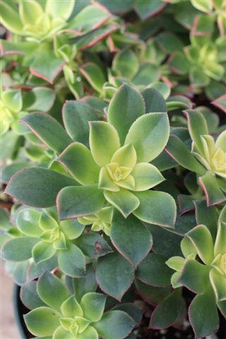 Kiwi Aeonium