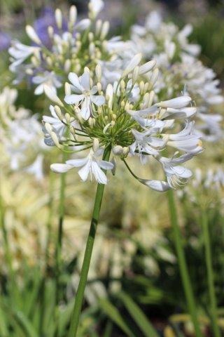 White Lily of the Nile