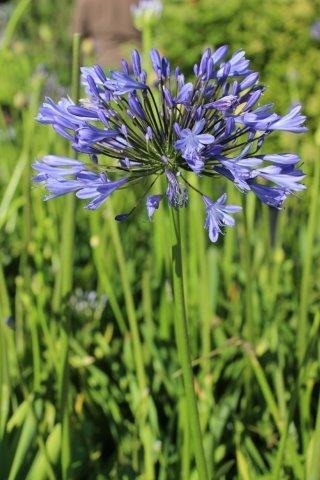 Blue Lily of the Nile