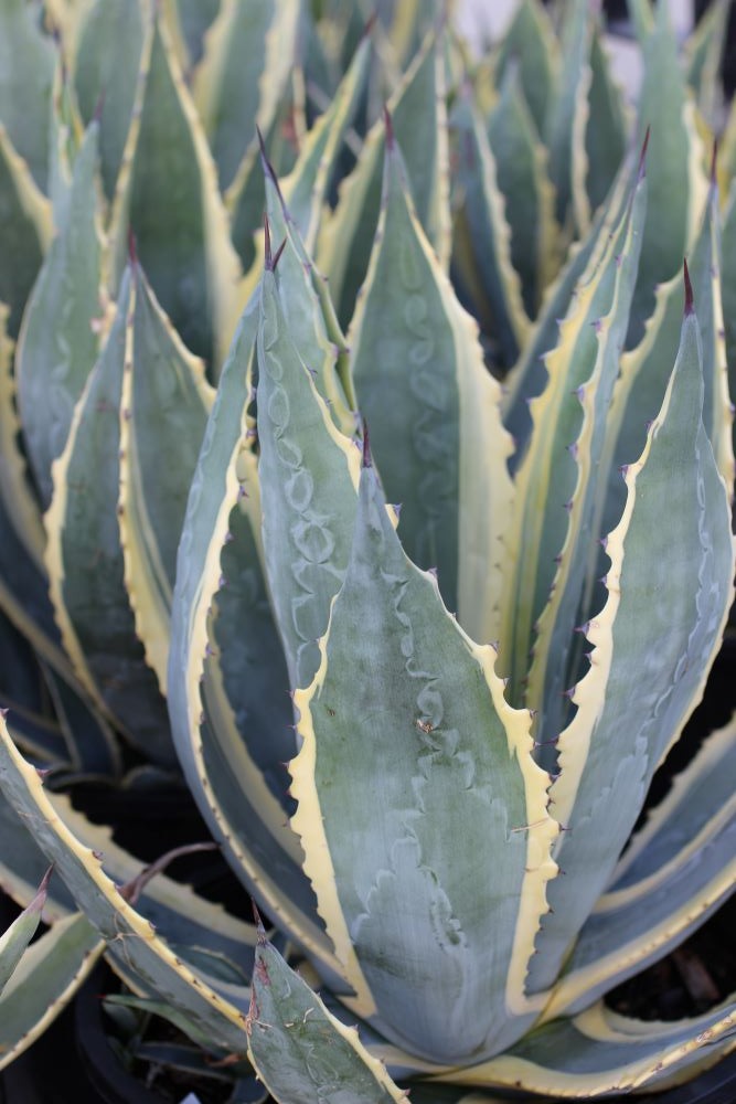 Variegated Century Plant