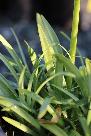 Peter Pan Dwarf Lily of the Nile