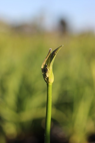 Peter Pan Dwarf Lily of the Nile