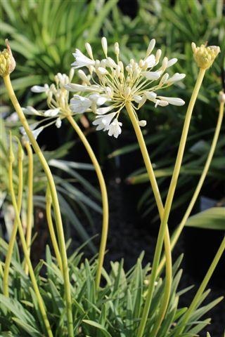 White Peter Pan Dwarf Lily of the Nile