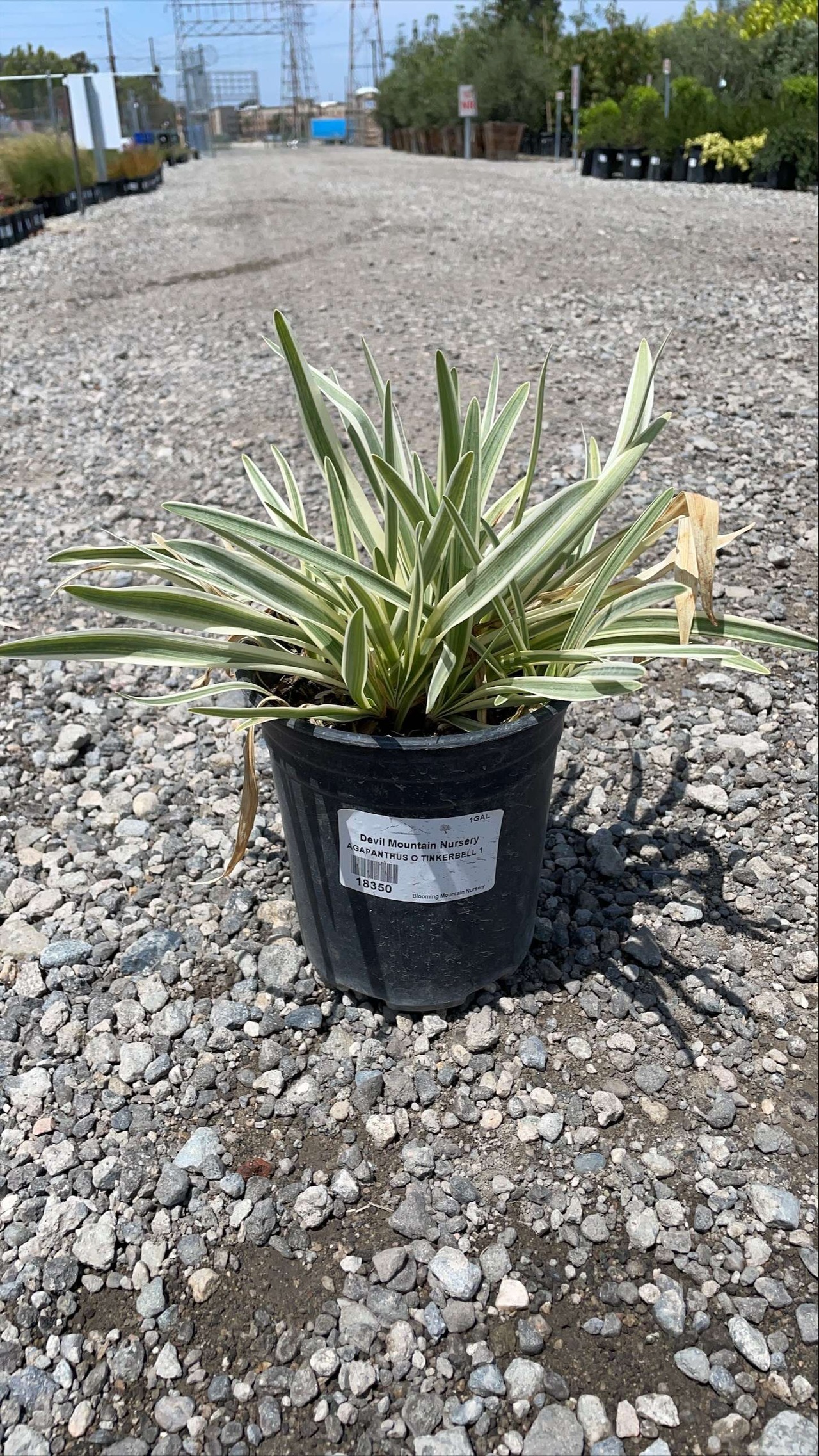 Dwarf Variegated Lily of the Nile