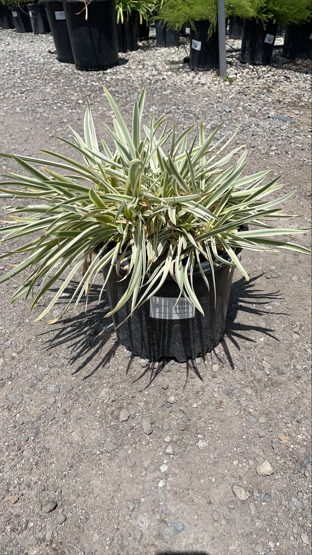 Dwarf Variegated Lily of the Nile