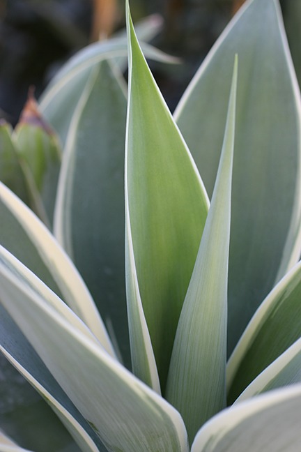 Ray of Light Fox Tail Agave