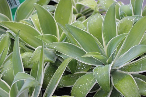 Ray of Light Fox Tail Agave