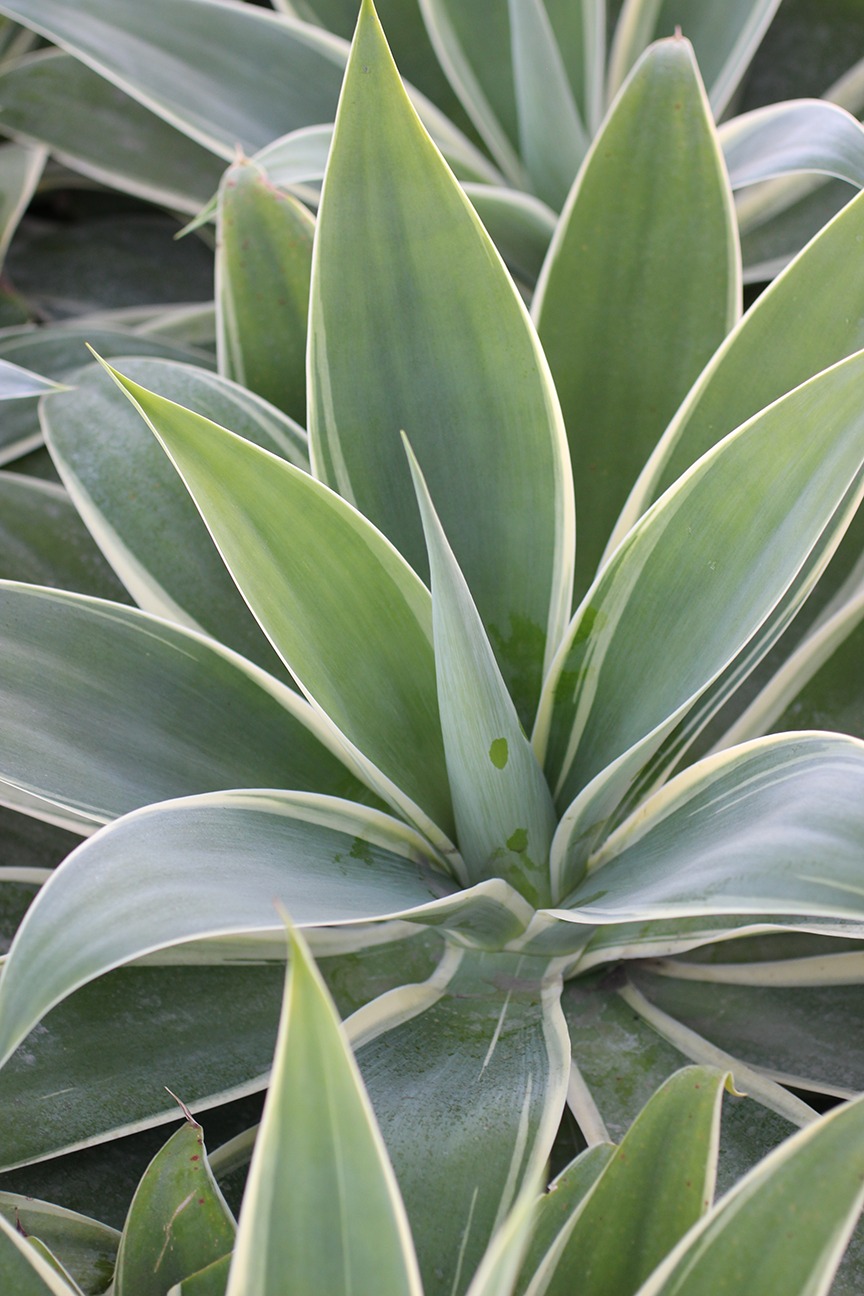 Ray of Light Fox Tail Agave