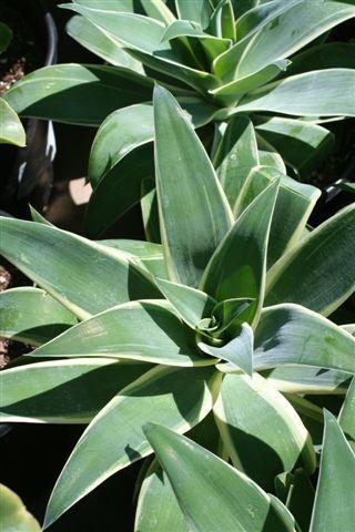 Ray of Light Fox Tail Agave