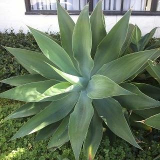 Fox Tail Agave, Lion's Tail Agave, Swan's Neck Agave