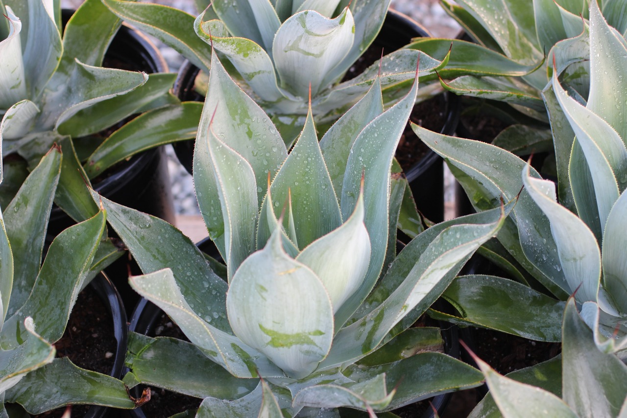 Blue Flame Agave