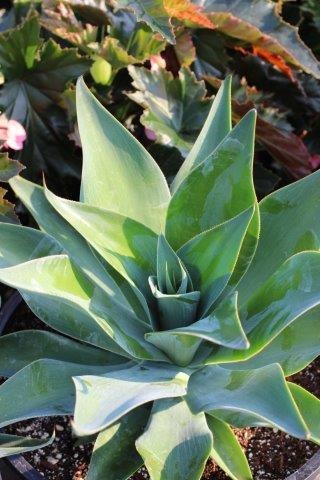 Blue Flame Agave