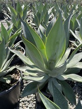 Blue Flame Agave