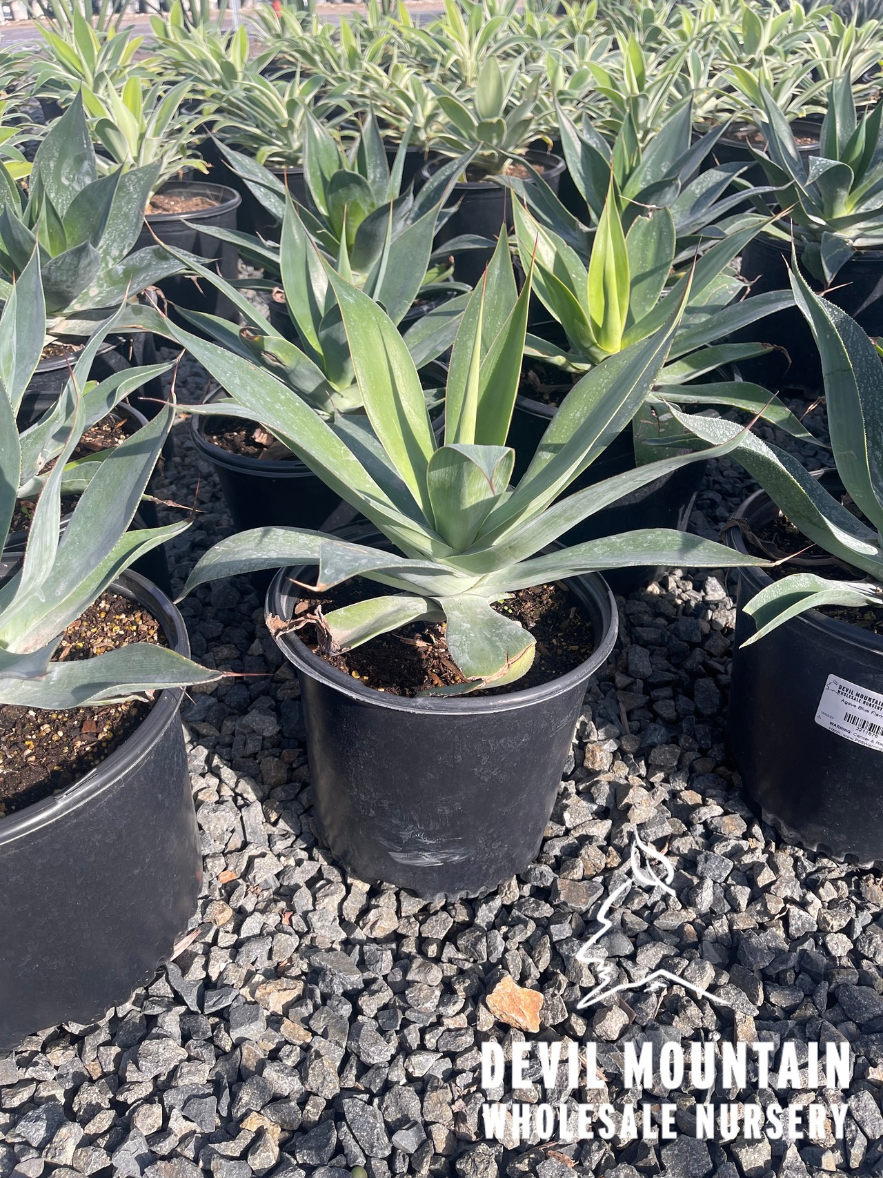 Blue Flame Agave