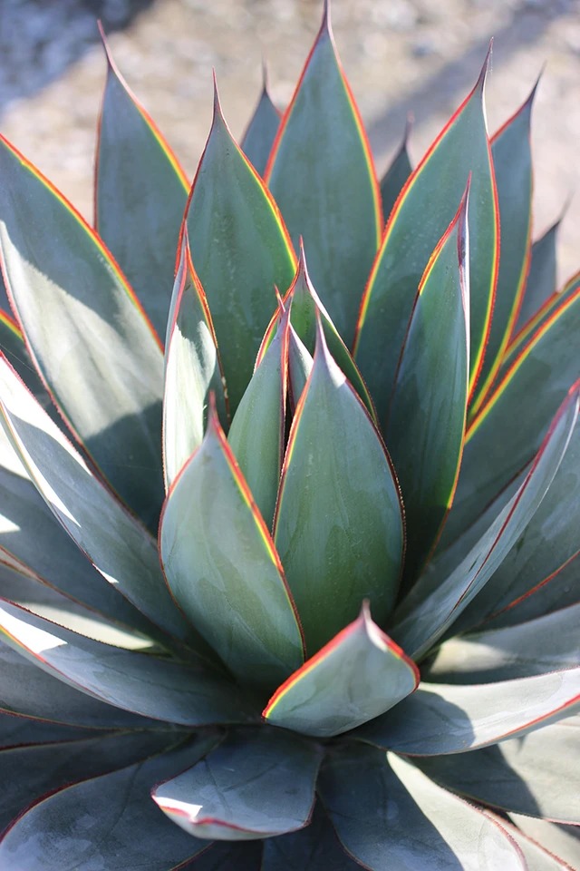 Blue Glow Agave