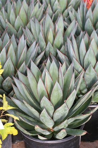 Blue Glow Agave
