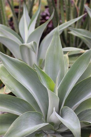 Blue Fox Tail Agave