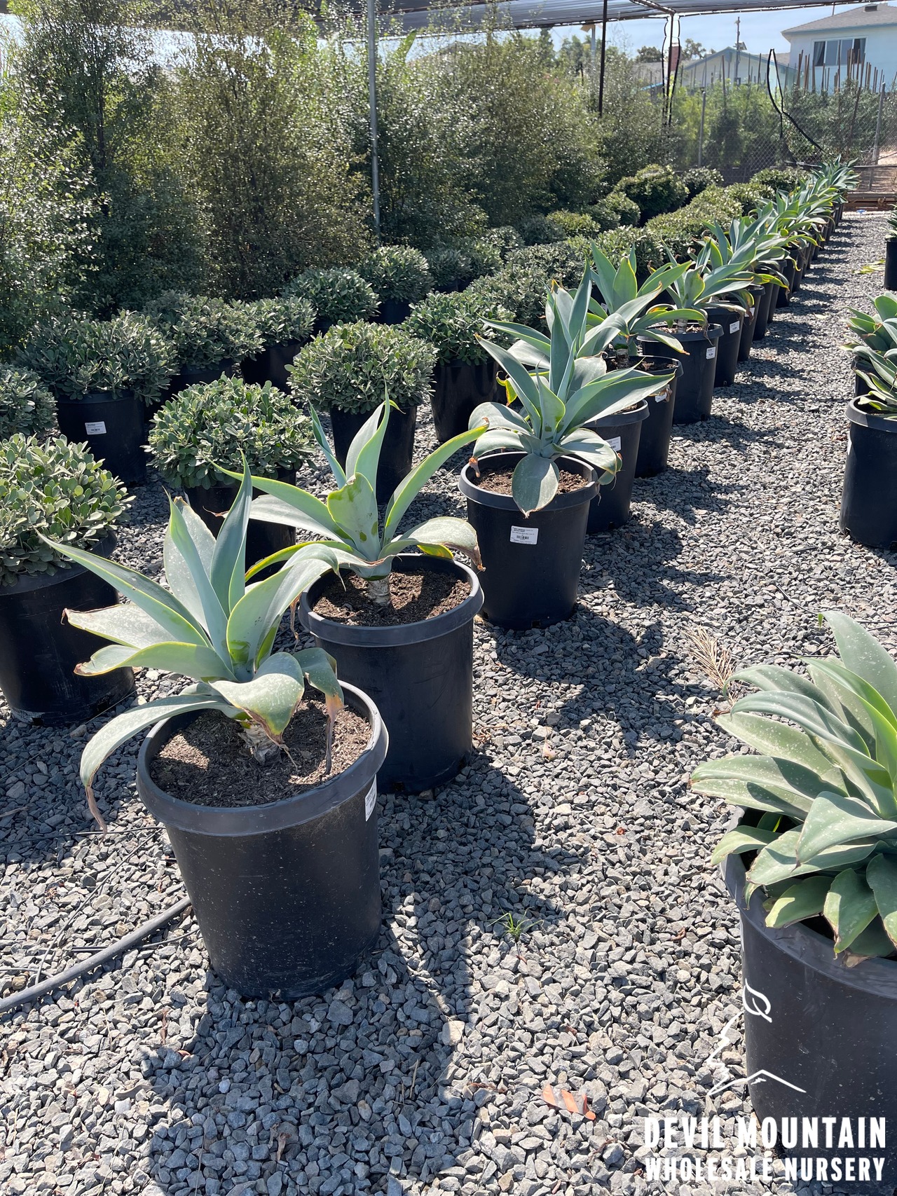 Blue Fox Tail Agave