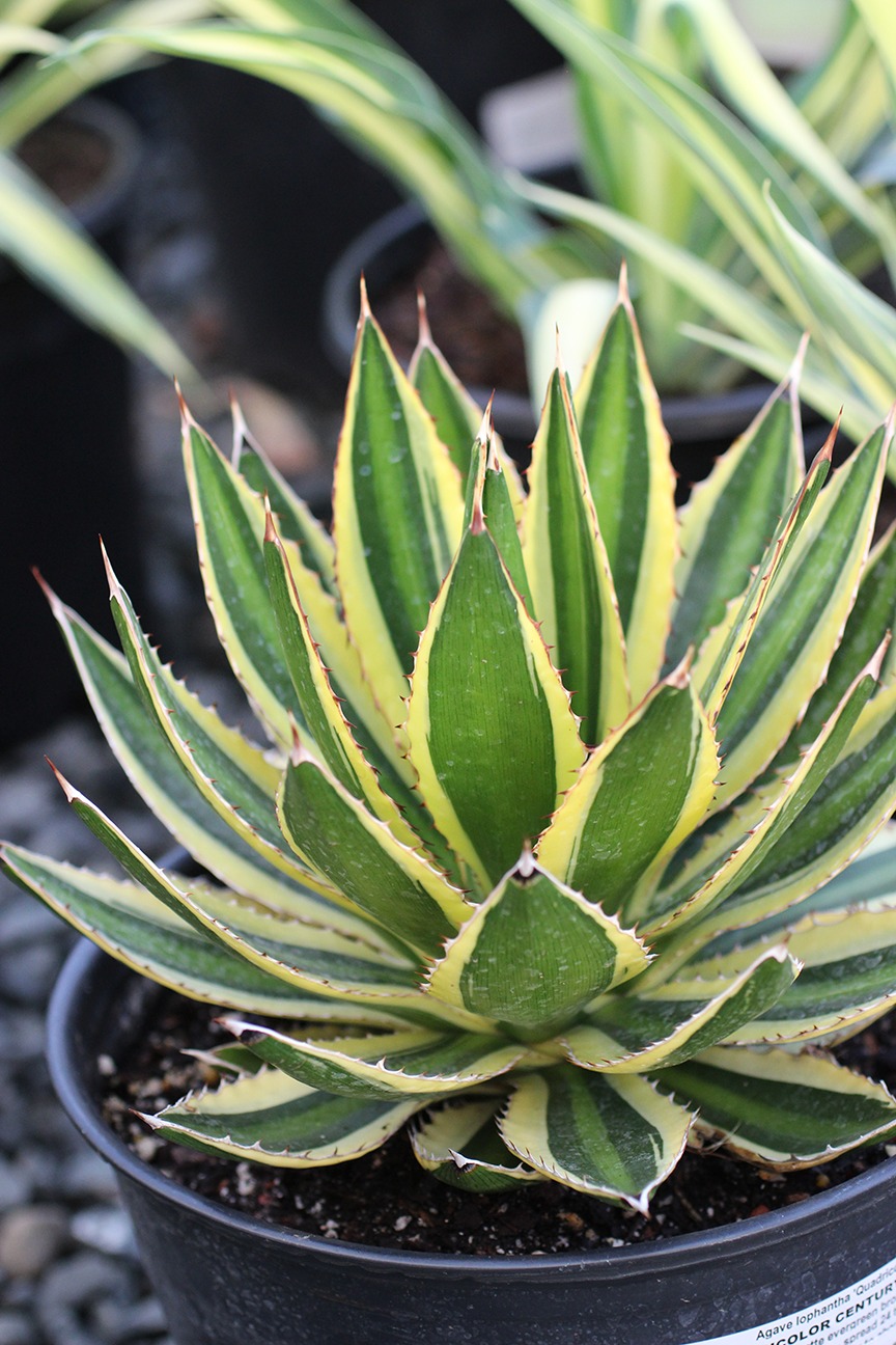 Quadricolor Century Plant