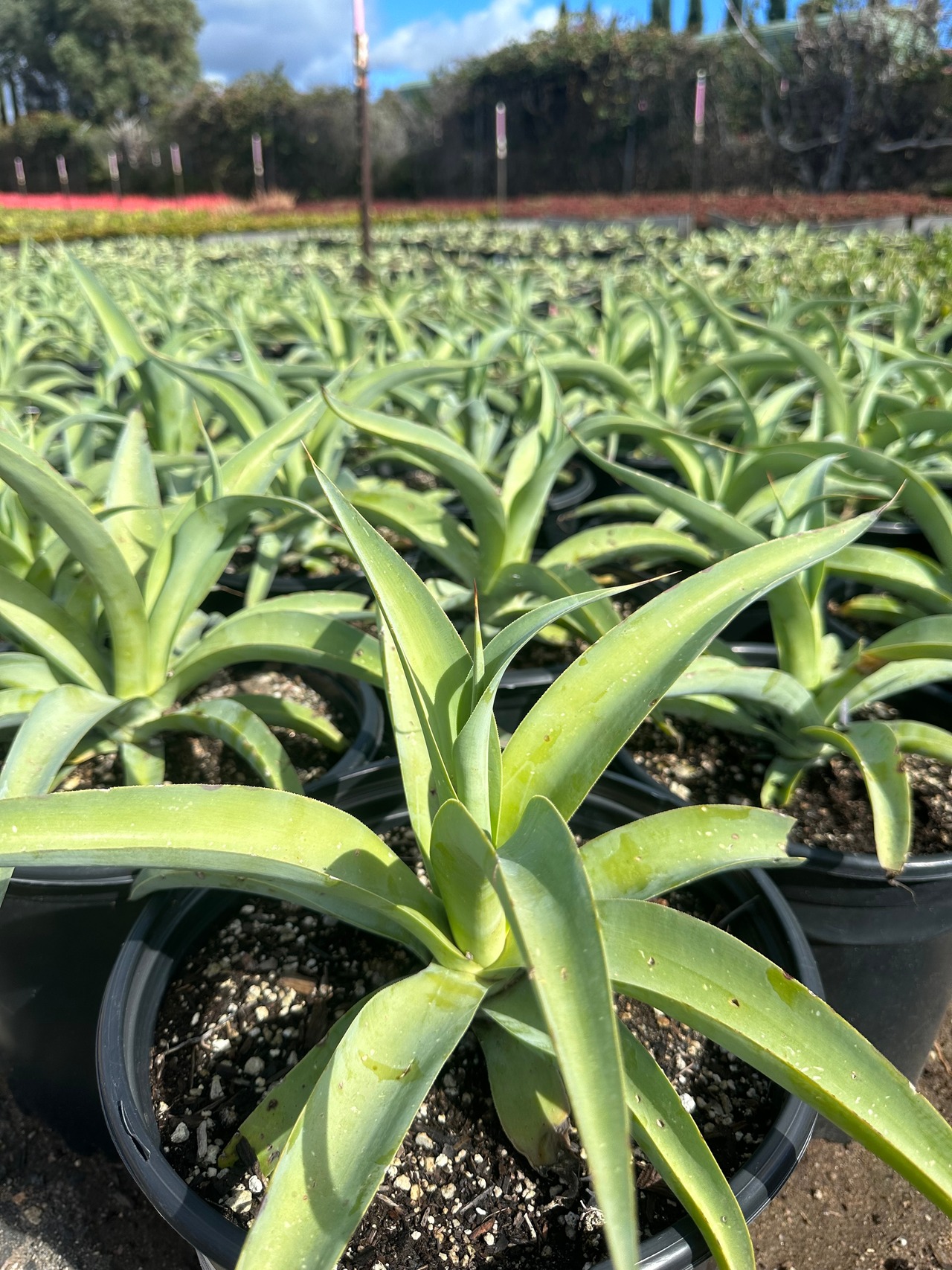 Octopus Agave