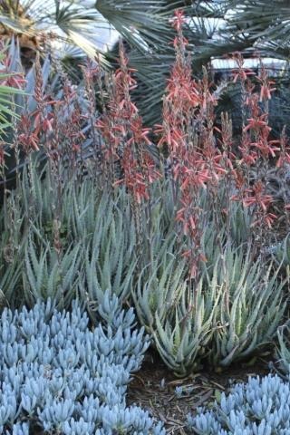 Blue Elf Aloe