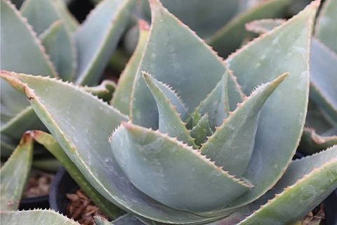 Coral Aloe