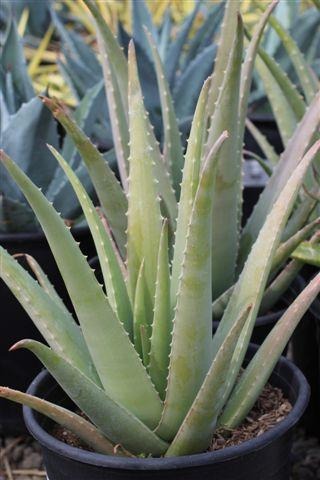 Medicinal Aloe, Barbados Aloe