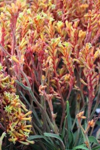 Bush Tango Kangaroo Paw