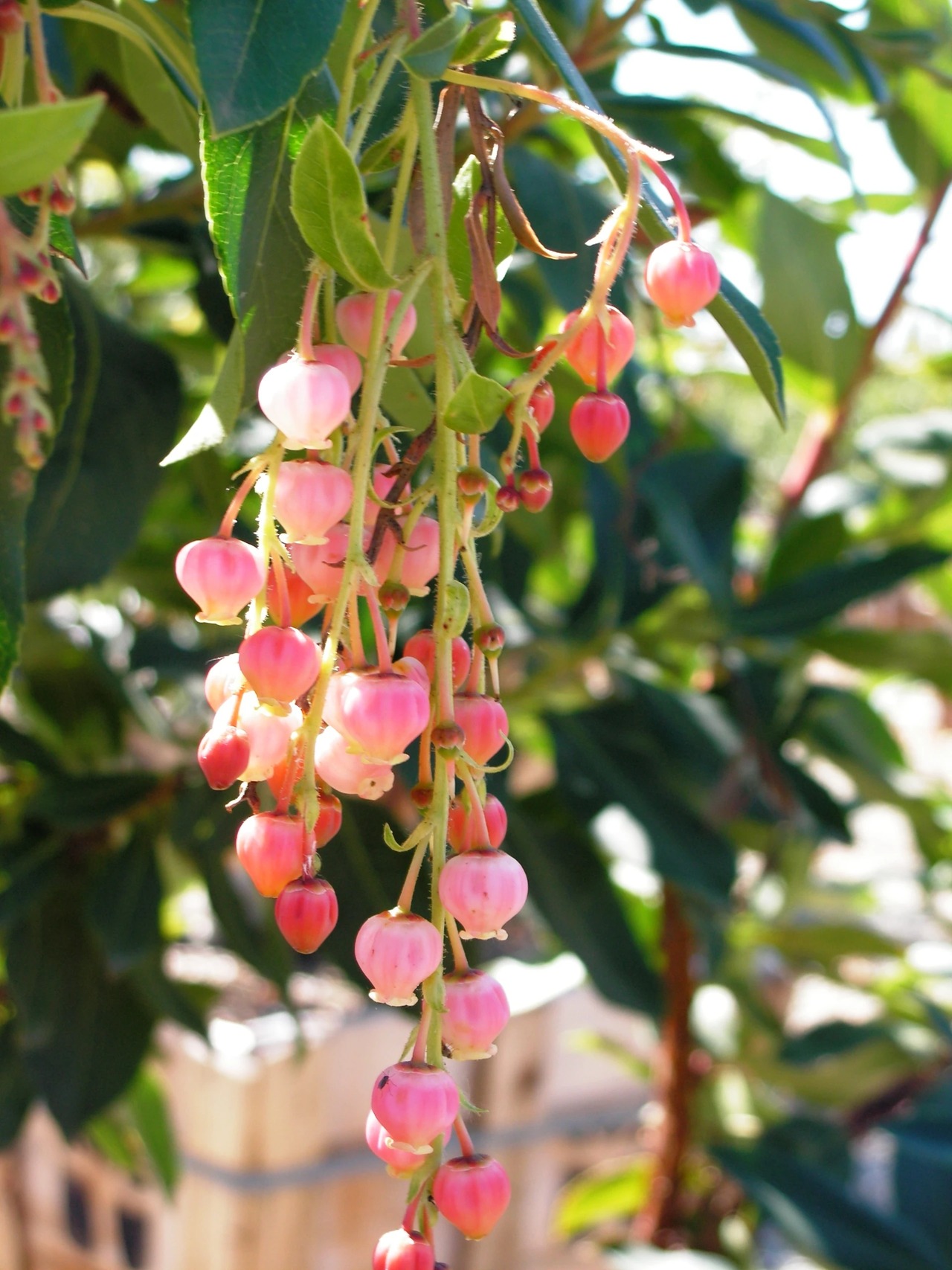 Marina Strawberry Tree