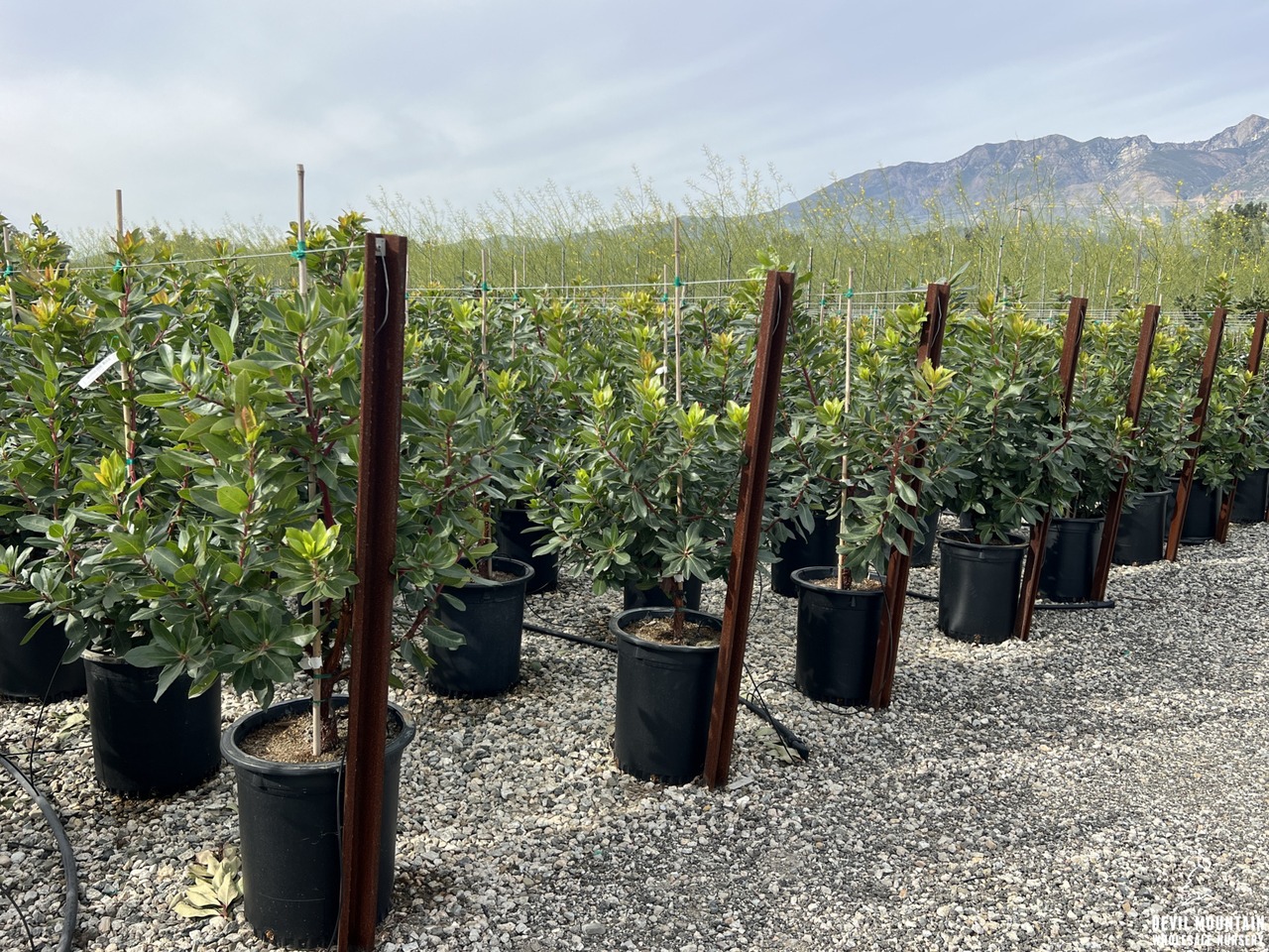 Marina Strawberry Tree