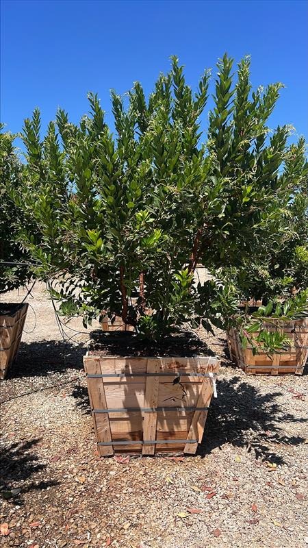 Marina Strawberry Tree