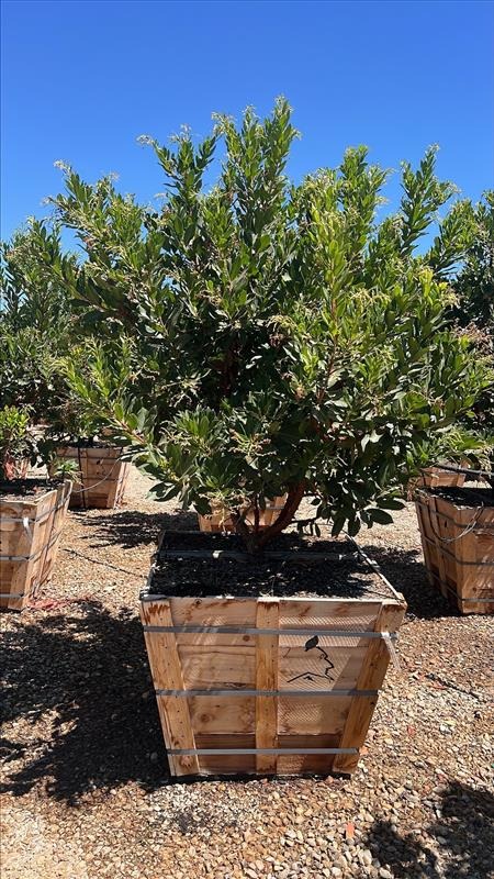 Marina Strawberry Tree