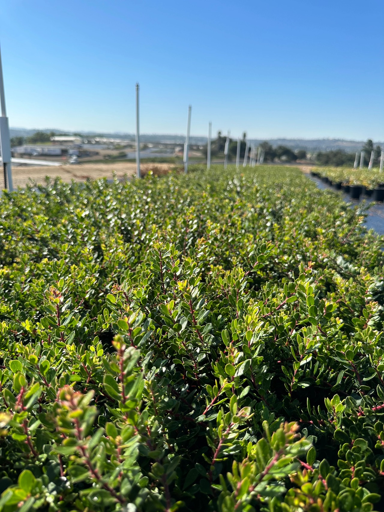 Emerald Carpet Manzanita