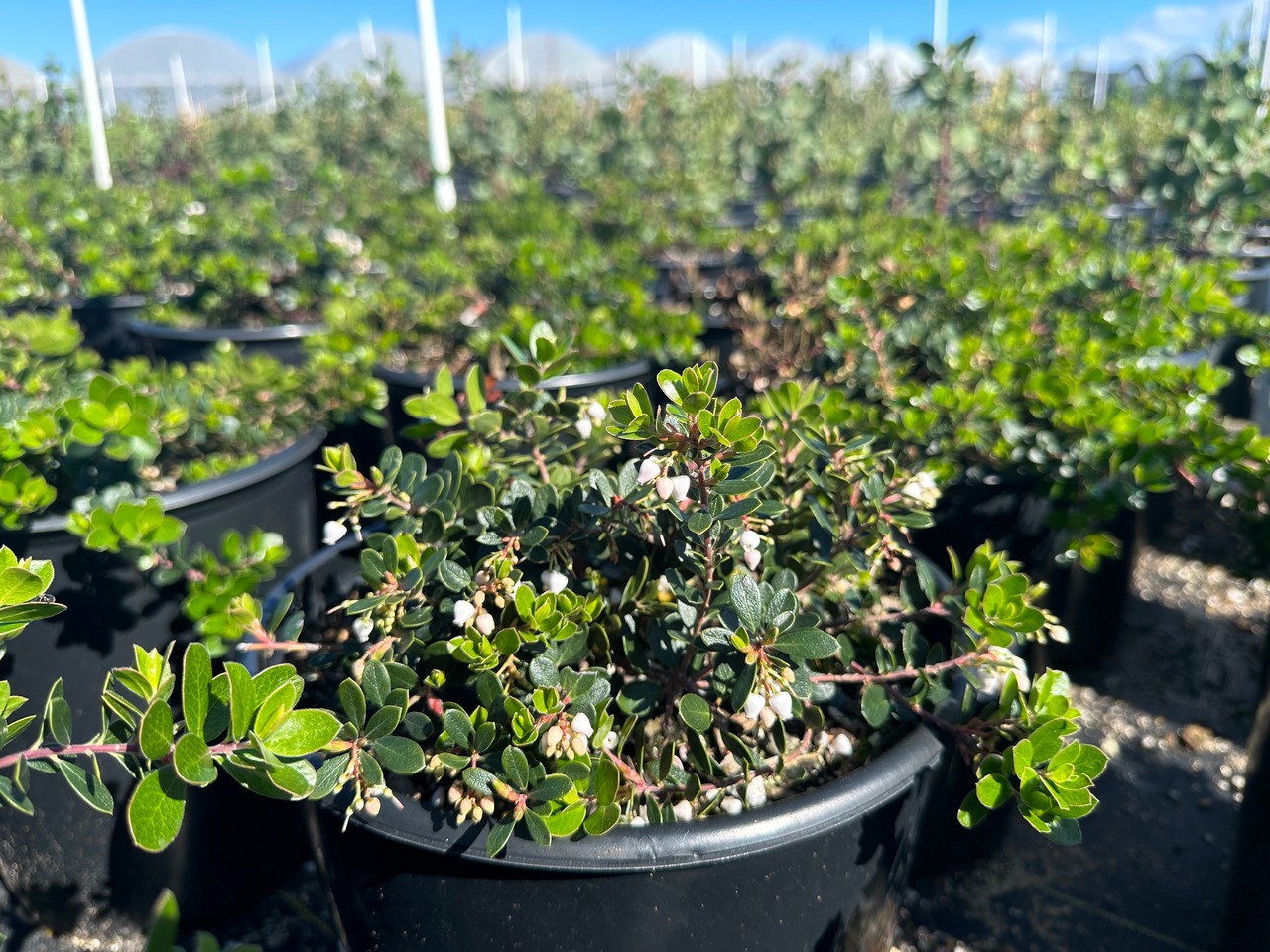 Emerald Carpet Manzanita